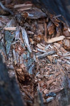 Pine timber wood chip background texture