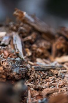 Pine timber wood chip background texture. Blur background