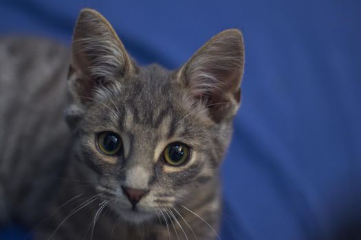 Closeup of an adorable fluffy gray kitten