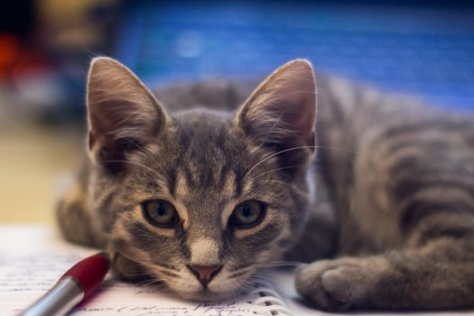 Closeup of an adorable fluffy gray kitten lying on a notebook