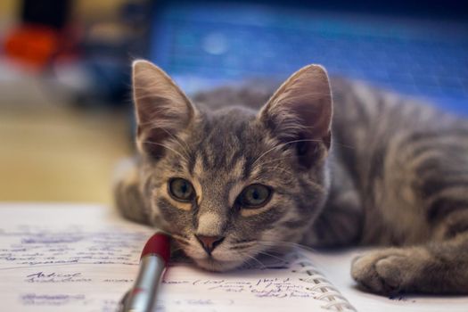 Closeup of an adorable fluffy gray kitten lying on a notebook