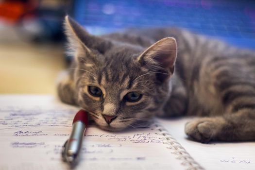 Closeup of an adorable fluffy gray kitten lying on a notebook