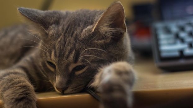 Closeup of an adorable fluffy gray kitten sleeping on a desk