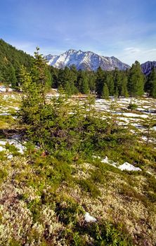 The mountains of the sayans. The nature of the mountains is sayan. Vegetation in the mountains