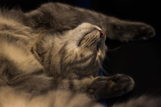 Top view of an adorable fluffy gray kitten sleeping on a couch