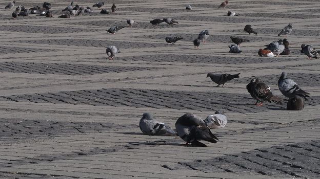 Colorful pigeons resting on the paved ground in the city