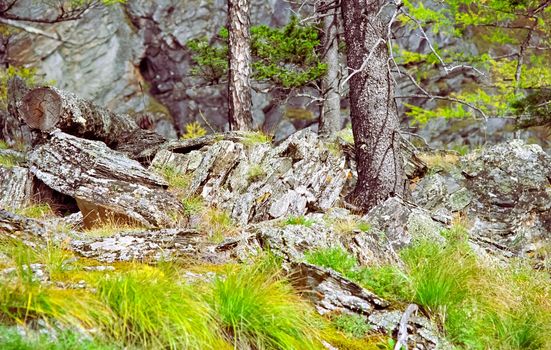 Nature in the mountains of Sayana. Russian taiga nature.