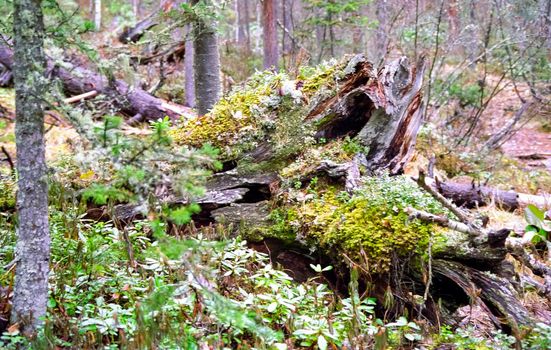 Nature in the mountains of Sayana. Russian taiga nature.