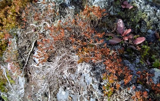 Nature in the mountains of Sayana. Russian taiga nature.