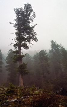 Nature in the mountains of Sayana. Russian taiga nature.