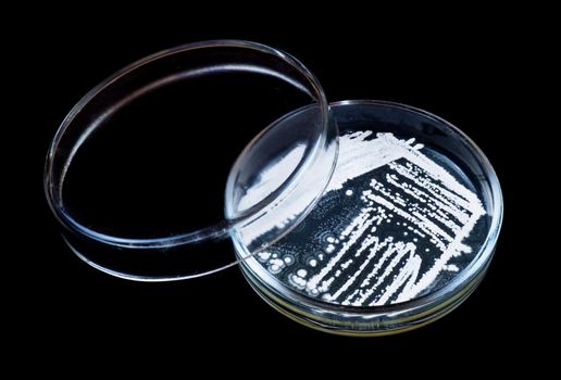 A slightly opened petri dish with bacteria colonies on a black background. White colony of bacteria on a petri dish.