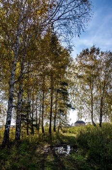 Beautiful autumn forest. A leaffall in the woods. Birches and needles.