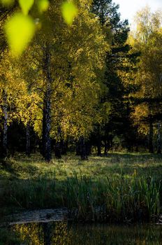 Beautiful autumn forest. A leaffall in the woods. Birches and needles.