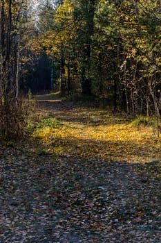 Beautiful autumn forest. A leaffall in the woods. Birches and needles.