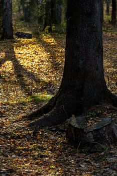 Beautiful autumn forest. A leaffall in the woods. Birches and needles.