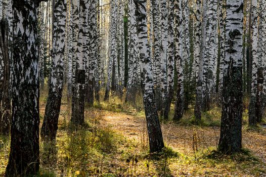 Beautiful autumn forest. A leaffall in the woods. Birches and needles.