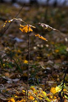 Beautiful autumn forest. A leaffall in the woods. Birches and needles.