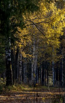 Beautiful autumn forest. A leaffall in the woods. Birches and needles.