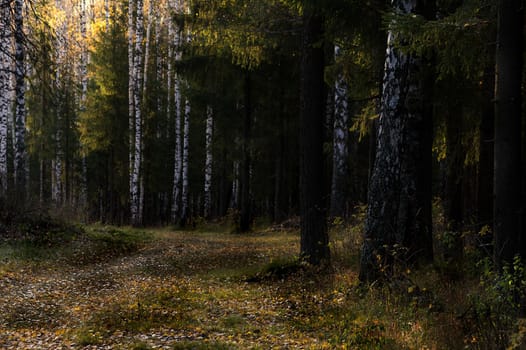 Beautiful autumn forest. A leaffall in the woods. Birches and needles.