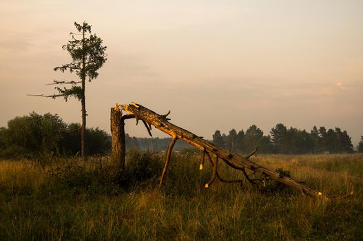 Broken old pine tree on the edge.