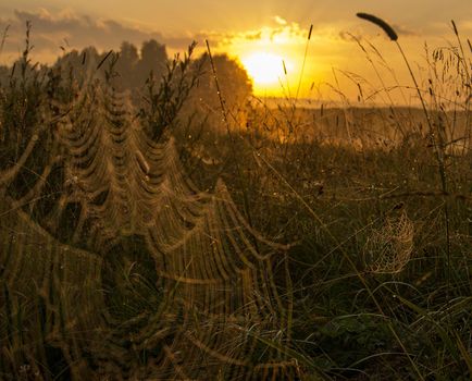 Catching a spider net in the grass against the sunset. Beautiful nature in the field and the web.