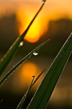 Drops of water on leaves of grass. Dew on the green grass.