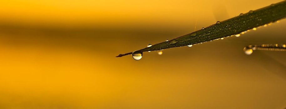 Drops of water on leaves of grass. Dew on the green grass.