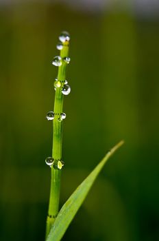 Drops of water on leaves of grass. Dew on the green grass.