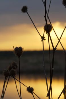 Lake at sunset, coastal grass and trees. The light of the sunset above the water.