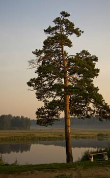 Lonely pine on the shore of the pond. A tree by the lake.