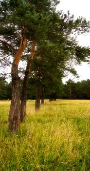 Nature landscape is forest and grass. Beautiful landscape.