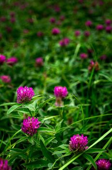 Purple flowers in the meadow. Travayany sprouting in the forest.