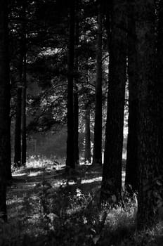 The shadow of the coniferous forest. Sunbeams among dark trees.