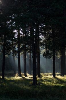 The shadow of the coniferous forest. Sunbeams among dark trees.