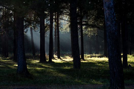 The shadow of the coniferous forest. Sunbeams among dark trees.
