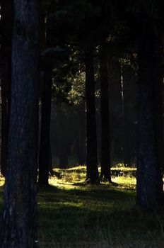 The shadow of the coniferous forest. Sunbeams among dark trees.