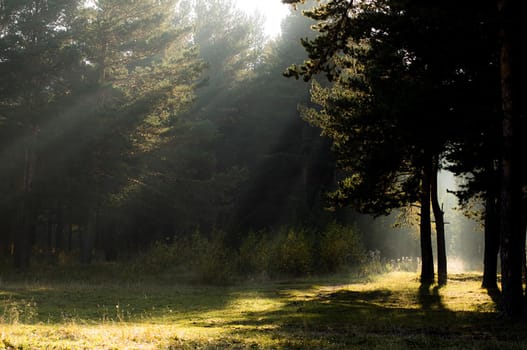 The shadow of the coniferous forest. Sunbeams among dark trees.