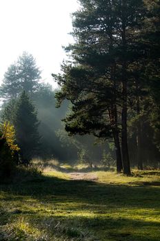 The shadow of the coniferous forest. Sunbeams among dark trees.