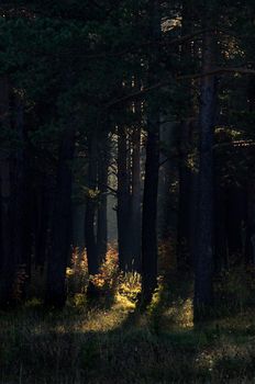 The shadow of the coniferous forest. Sunbeams among dark trees.