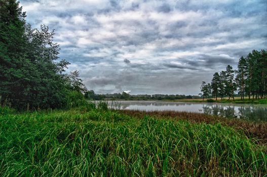 Vegetation near the reservoir. Grass by the shore of the lake.