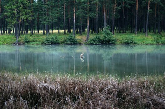 Vegetation near the reservoir. Grass by the shore of the lake.