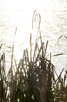 Vegetation near the reservoir. Grass by the shore of the lake.