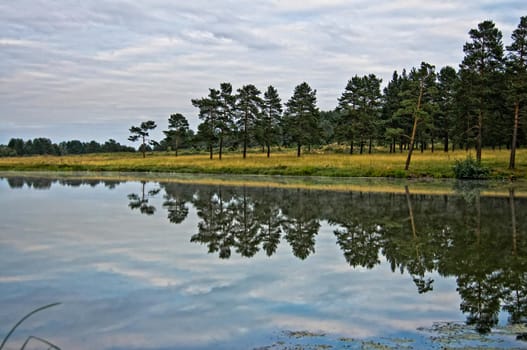 Water near the forest. Reflecting trees in the water.