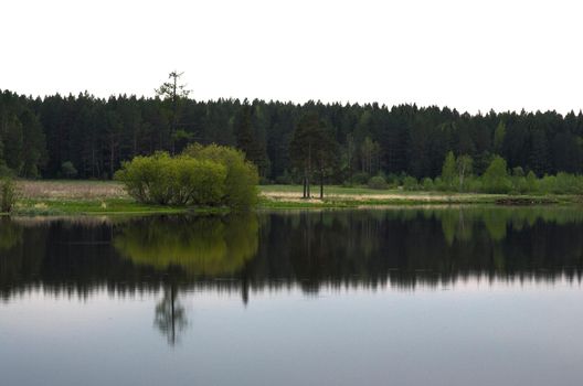 Water near the forest. Reflecting trees in the water.