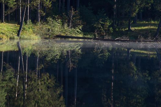Water near the forest. Reflecting trees in the water.