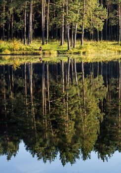 Water near the forest. Reflecting trees in the water.