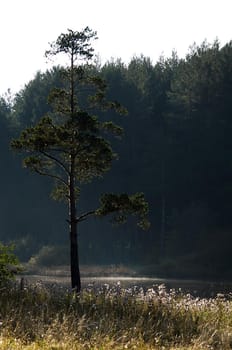 Water near the forest. Reflecting trees in the water.