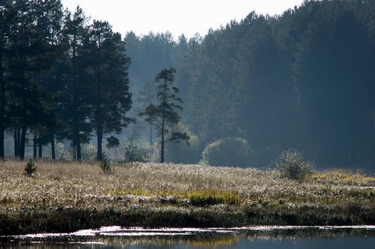 Water near the forest. Reflecting trees in the water.