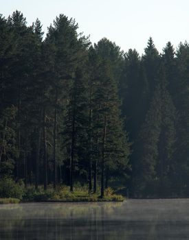 Water near the forest. Reflecting trees in the water.