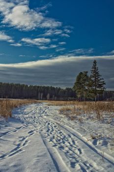 Winter and snow, pine tree by the road among snow and dry grass.